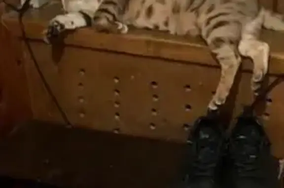 Кошки потеряшки, Нефтекумск, фото: Потеряшка кошка, 9, Нефтекумск