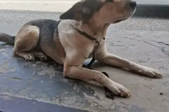 Объявления о пропавших и найденных животных, Мегион, фото: Пропала собака, ул. Нефтяников, Мегион