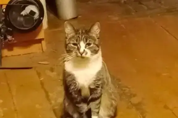 Кошки потеряшки, Котлас, фото: Потеряшка кошка, ул. Герцена, 27, Котлас