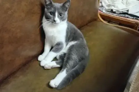 Кошки потеряшки, Рославль, фото: Потеряшка кошка, ул. Калинина 30, Рославль