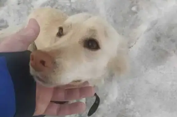 Собака найдена на Набережной ул., Хабаровск