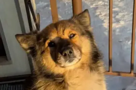 Собаки потеряшки, Хабаровский край, фото: Потеряшка собака Толик, Хабаровск