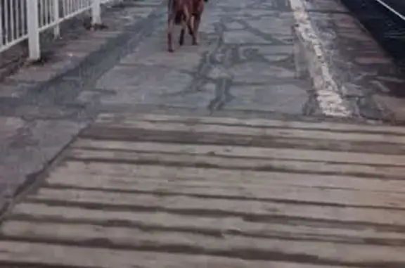 Собака на Юбилейной улице, Дружба