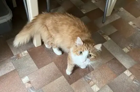 Потерянные животные Кемерово, фото: Пропала кошка, Кемерово, Московский пр. 45А