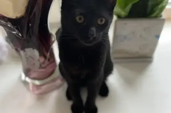 Кошки потеряшки, Смоленск, фото: Потеряшка котенок, ул. 25 Сентября, 9, Смоленск