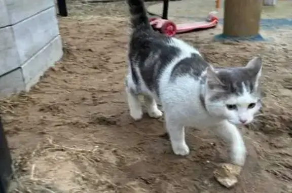 Объявления о пропавших и найденных животных, Нижний Новгород, фото: Пропал кот, Хохлова 3, Нижний Новгород