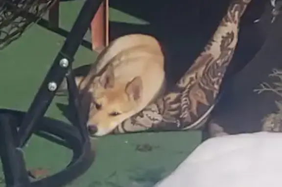 Найдена собака, Пенза, фото: Собака найдена на Одоевского, 2, Пенза