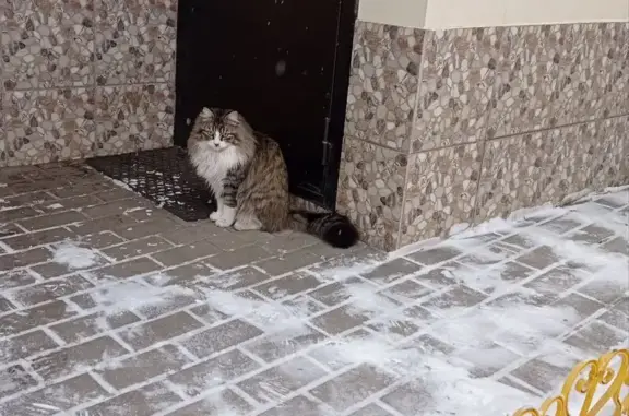 Пропала кошка, Ростов-на-Дону