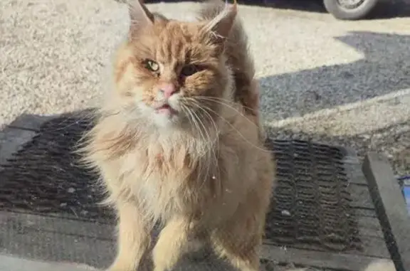 Найдена кошка, Тульская область, фото: Кошка найдена, Ливенское, Тульская обл.