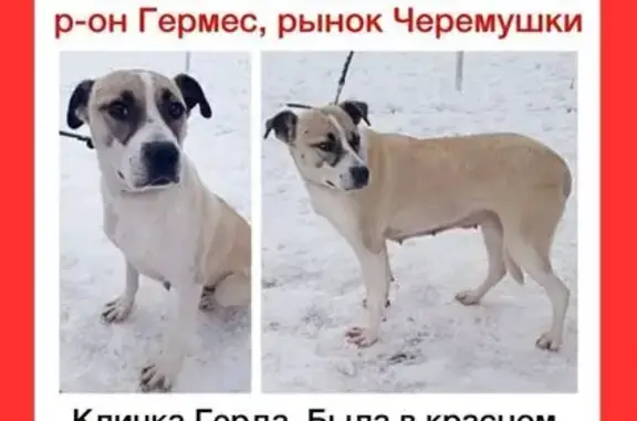 Собаки потеряшки, Александров, фото: Потеряшка собака в Александрове, Красный пер. 6А