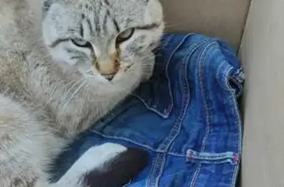 Найдена кошка, , фото: Найдена кошка