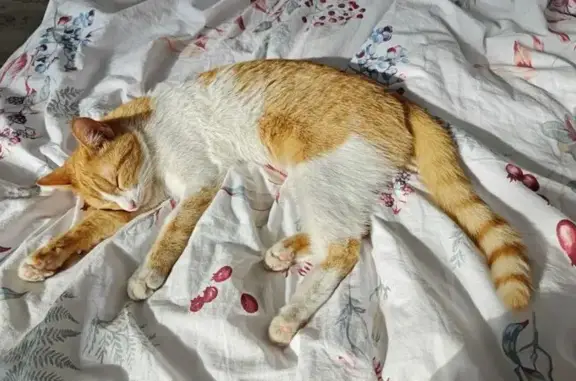 Найдена кошка, Астана, фото: Кошка найдена, ул. Айтматова, 44, Астана