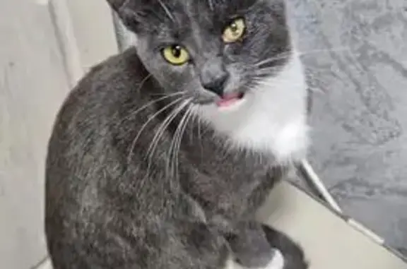 Кошки потеряшки, Супсех, фото: Потеряшка кошка, Северная ул., 25, Супсех