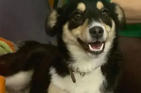 Собаки потеряшки, , фото: Потеряшка собака, Куйбышев, Новосиб. обл.