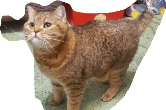 Кошки потеряшки, Кострома, фото: Потеряшка кошка, Студенческий пр., 21, Кострома