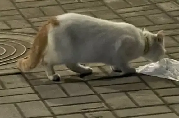 Кошки на Будённовском 49/97, Ростов-на-Дону