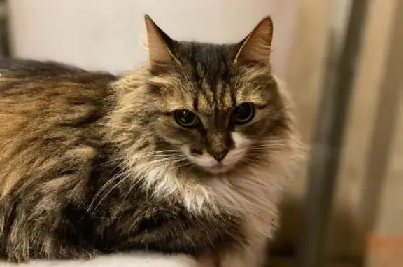 Найдена кошка, Ярославль, фото: Найдена кошка, ул. Павлова, Ярославль