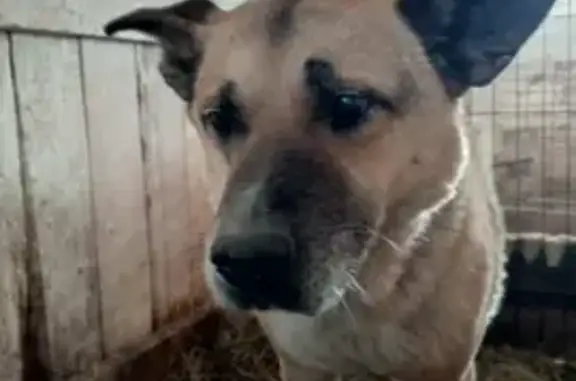 Найдена собака, Камышлов, фото: Собака найдена: Ирбитская ул, 66, Камышлов