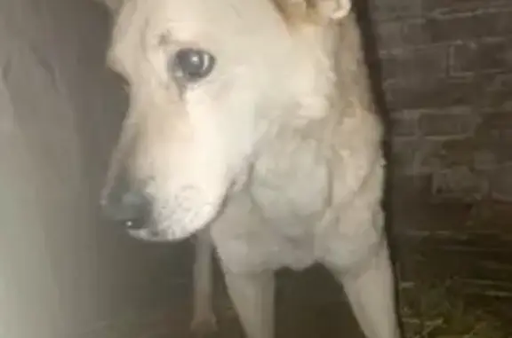 Найдена собака, Камышлов, фото: Собака найдена: Ирбитская 66, Камышлов