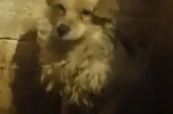 Найдена собака, Камышлов, фото: Собака найдена: Ирбитская ул, 66, Камышлов