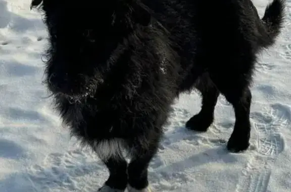 Найдена собака в Песковатке, Тамбовская обл.