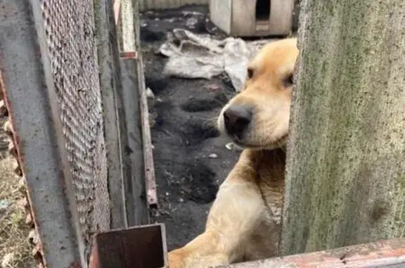 Найдена собака, Тамбовская область