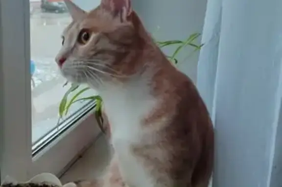 Кошки потеряшки, Липки, фото: Потеряшка кошка, Советская ул., 1, Липки