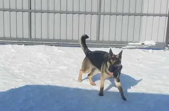 Найдена собака, Барнаул, фото: Найдена собака на Ковыльной 87А