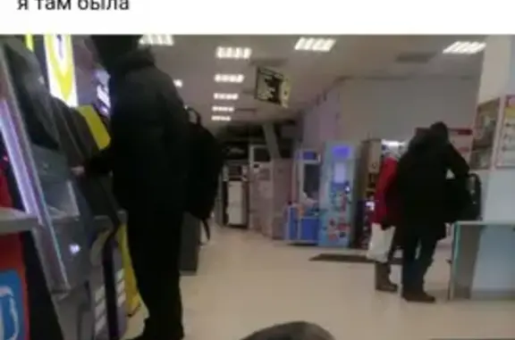 Собака найдена: Сиреневый б-р, 17, Екб