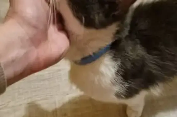 Найдена кошка, Шерегеш, фото: Кошка найдена: ул. В. Волошиной, 123