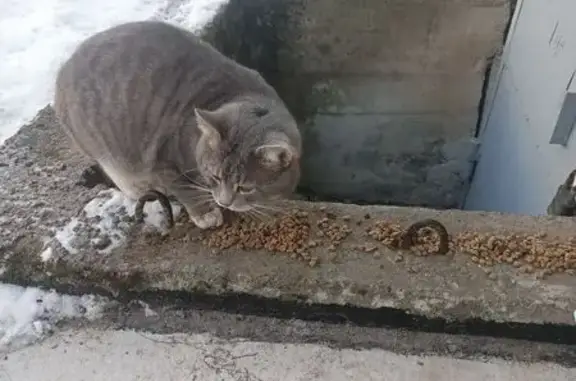 Найдена кошка, Кондопога, фото: Кошка найдена: Октябрьское шоссе, 91