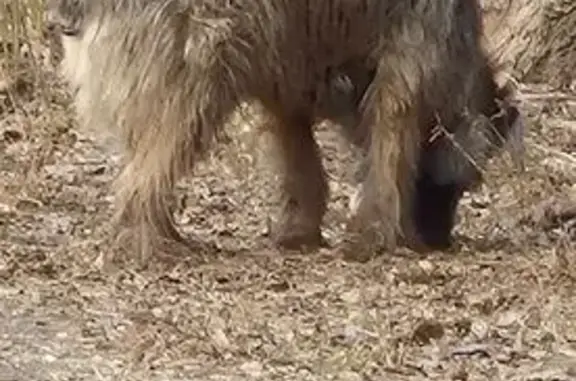 Найдена собака, Москва, фото: Собака найдена: ул. Молостовых, Москва