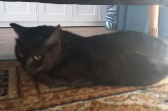 Найдена кошка, Курган, фото: Кошка найдена, Увальская ул., Курган