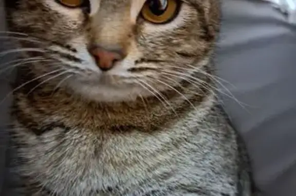 Кошки потеряшки, Кумертау, фото: Потеряшка кошка Маняша, Худайбердина 3, Кумертау