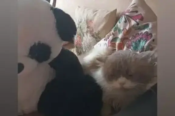 Кошка найдена у Варианта, ул. 50 лет Октября, 34