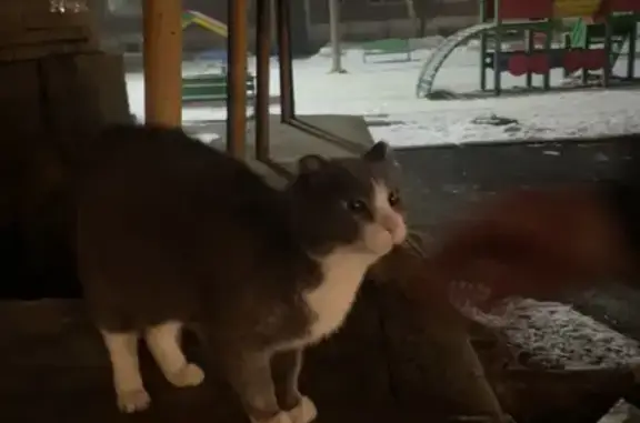 Объявления о пропавших и найденных животных, Канск, фото: Кошка найдена у супермаркета, 40 лет Октября 1/4, Канск