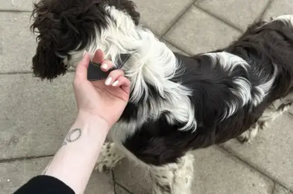 Найдена собака, Москва, фото: Собака найдена: Пятницкая ул., Москва