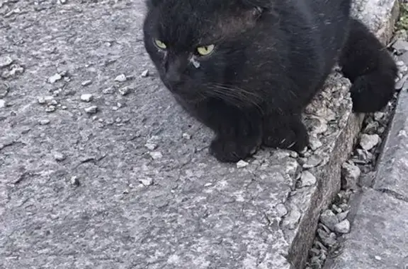 Найдена хромая кошка, Красноармейская, РнД