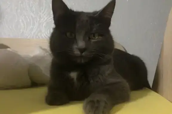 Найдена кошка, Альметьевск, фото: Найден кот, пр. Зарипова 35, Альметьевск