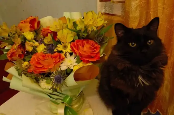 Объявления о пропавших и найденных животных, Нижний Новгород, фото: Пропала кошка, ул. Строкина, 10, НН