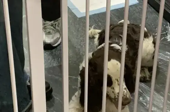 Найдена собака, Москва, фото: Собака найдена на Большой Ордынке, Москва