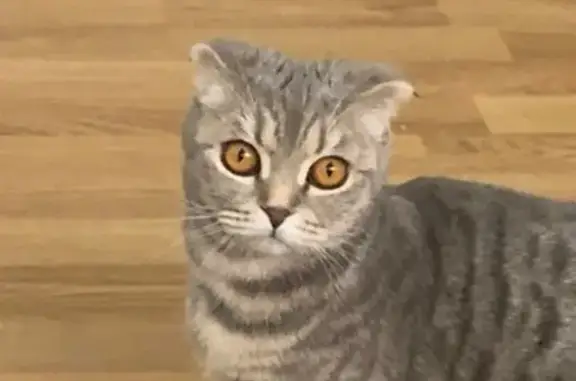 Пропала кошка, ул. Горького, 11, Павловская