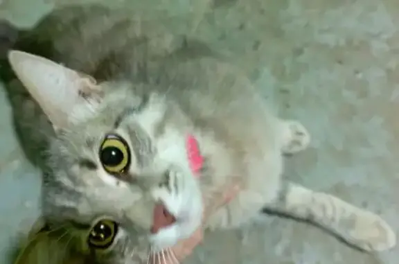 Найдена кошка, Астрахань, фото: Кошка найдена: Кооперативная, 45А, Астрахань