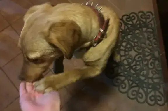 Объявления о пропавших и найденных животных, Ростов-на-Дону, фото: Щенок найден на Выборгской, 22А, Ростов-на-Дону