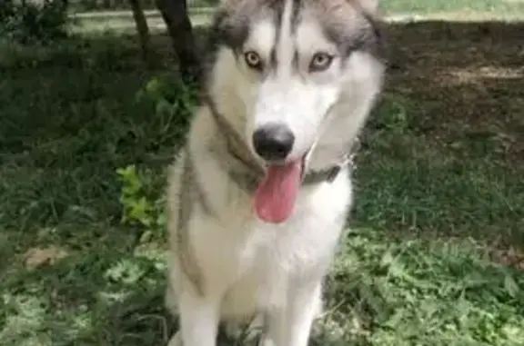 Найденные животные Ставрополь, фото: Найдена хаски, ул. Васильева 19, Ставрополь