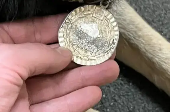 Найденные животные Ярославль, фото: Найдена собака, Тутаевское шоссе, Ярославль