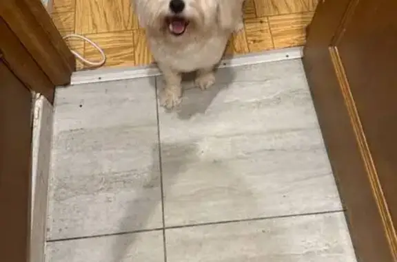 Найдена собака, Москва, фото: Собака найдена: Ясногорская ул., 21 к2