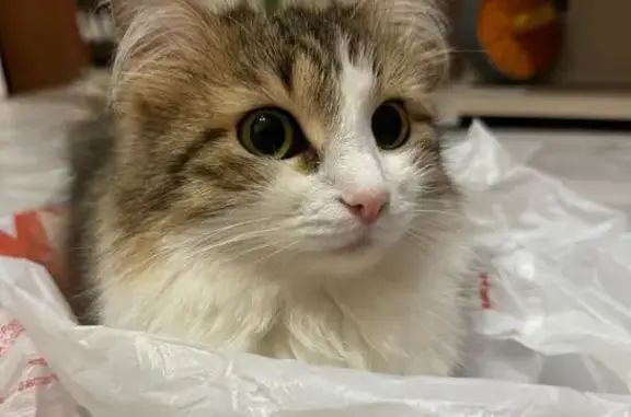 Пропала кошка, переулок Строителей, 6