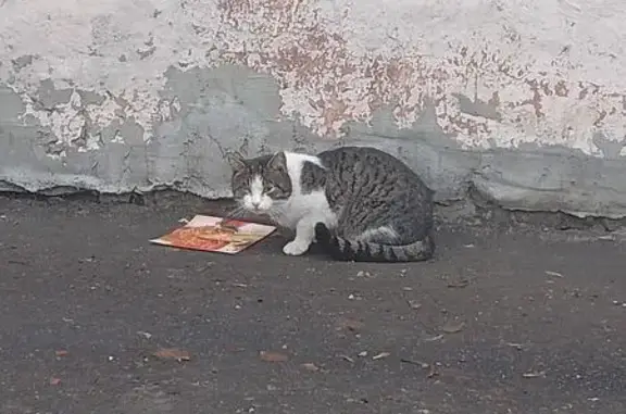 Кошка найдена: ул. Долгова, 4А, Пенза