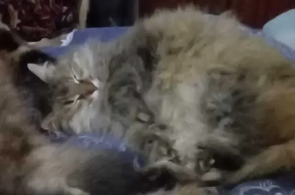 Потерянные животные Тверь, фото: Пропала кошка, Затверецкая наб. 54, Тверь